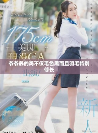 爺爺養(yǎng)的雞不僅毛色黑而且羽毛特別修長(zhǎng)