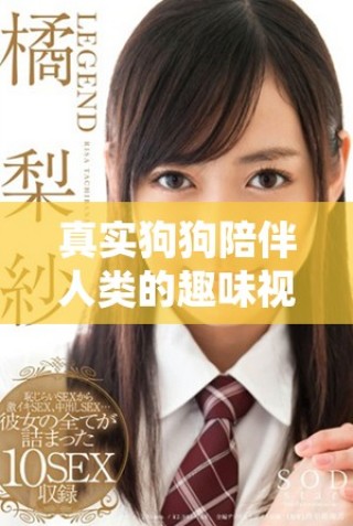 真實(shí)狗狗陪伴人類的趣味視頻分享與記錄