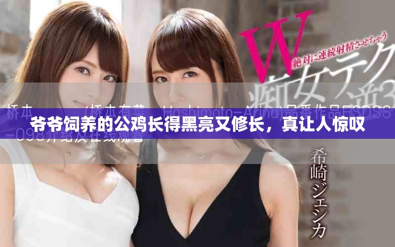 爺爺飼養(yǎng)的公雞長得黑亮又修長，真讓人驚嘆