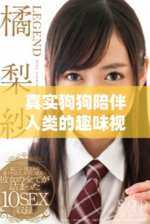 真實(shí)狗狗陪伴人類的趣味視頻分享與記錄